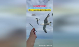 海鸥视频,捕捉自然之美，展现生态魅力